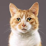 xavier renegade angel xavier