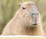 Capybara Team and army