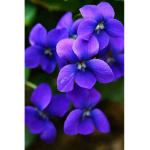Avery’s violets