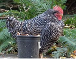 The Big Fat Bird