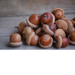 The Anime Acorns ( ͡° ͜ʖ ͡°)