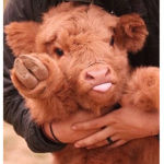 -cow squad!
