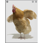 Chicken box