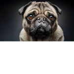 Roblox Pug Fans