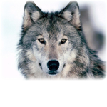 The Wolves Fan Group