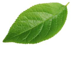 Dea Leafs