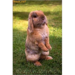 bunny meme team