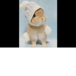 Rabbit team group