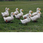 The ducks hq