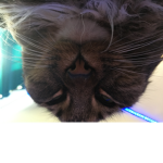 .+' The Rat Hangout '+.