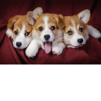 BE A DOGE FOREVER