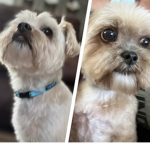 Help ing pets