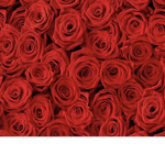 *- Red Roses -*