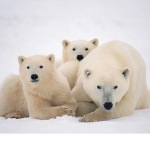 polar and bears