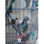 kalapatid's ###### LOFT)