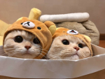 Celestial Peaches