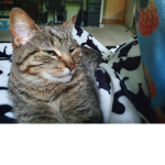 Mia's Cats <3