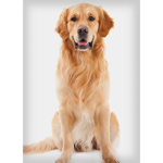 The Beautiful Dogs <3