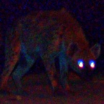HYENA CLAN //