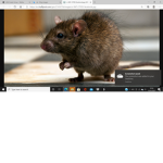 A rat was here