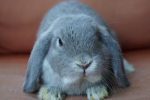 Rabbit League