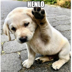 Henlo hi