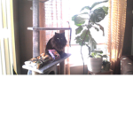 black cats are fluffy :0( mine is )
