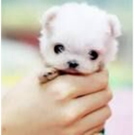 adorable puppy clan