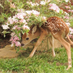 ~Official Baby Deer Group~