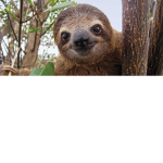 The Team Of Great Sloths