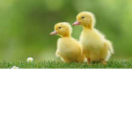 DUCKA