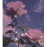 La Beaute