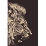the lion club join now