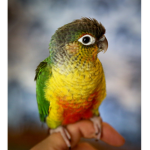 Green Cheek Group