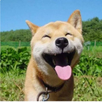 TheUltimateDogeSquad