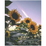 ~ Sunny Sunflower~