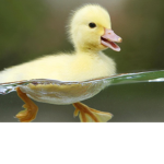 Ducks Dancing Troupe