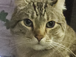 Catty island