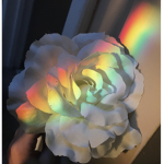 Poppin Rainbows