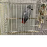 Parrots gray