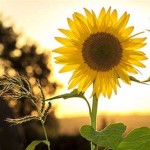 Sunflowers Sunset