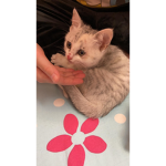 SamGame ;)(cat)
