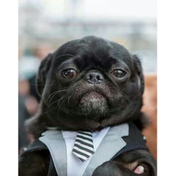 Pug Court