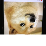 Doges group what is the dog doin