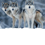 Killers Wolfs