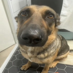 WHINING DOG OBBY