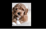 PuppyCalledWilbur