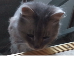 Wild cats :3