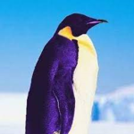 Unknown Penguin