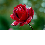Rosa Precious Platinum